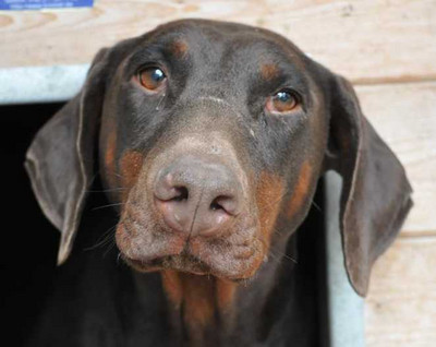 Dobermannhündin HAZEL