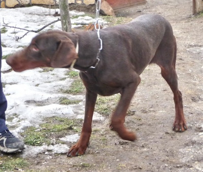 Dobermannhündin Kiwi