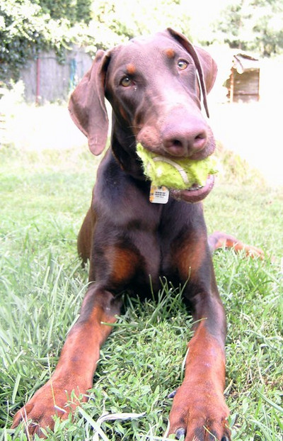 Dobermannrüde Nemo