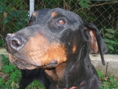 Dobermannhündin Norma