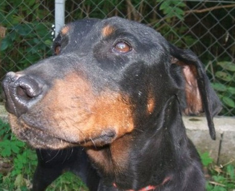 Dobermannhündin Norma