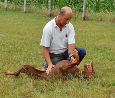 [Translate to Ungarisch:] Dobermannrüde Roy