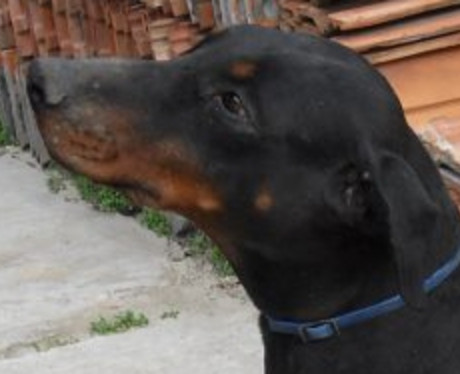 Dobermannhündin Wally