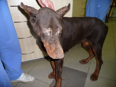 Dobermannhündin Yoko