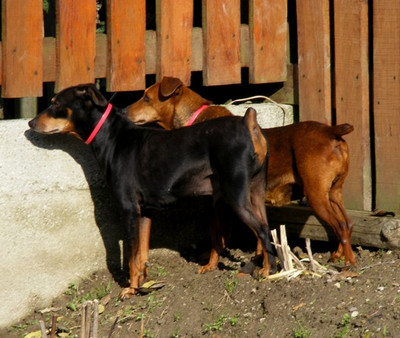 Pinscher/Zwergpinscher Cindy & Bert