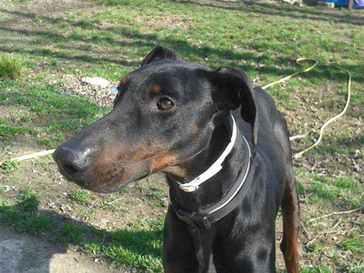 Dobermannrüde JONNY