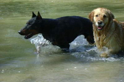 Dobermannrüde Magnum