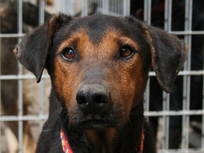 Dobermannrüde Marley