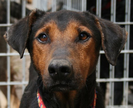 Dobermannrüde Marley