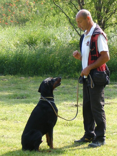 Dobermannrüde OSKAR