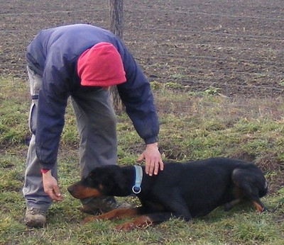 Dobermann-Rüde Bruno