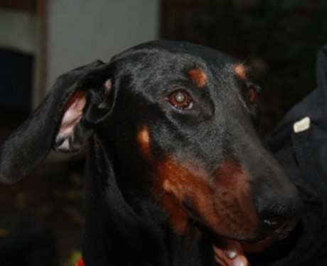 Dobermannhündin Minnie