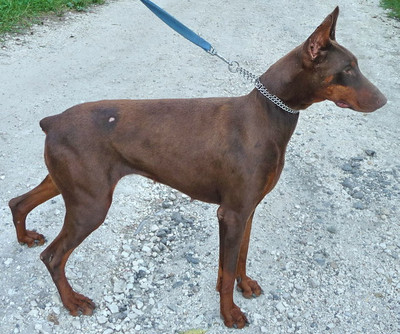 Dobermannhündin Deborah