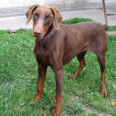 Dobermannhündin Kyra