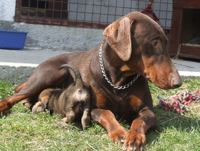 Dobermannhündin Donna