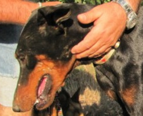 Dobermannrüde Ozzy