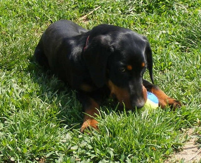 Dobermannhündin Lima