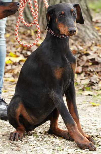 Dobermannhündin JOSEPHINE