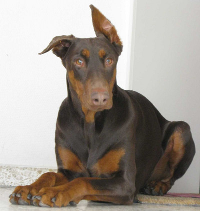 Dobermannhündin ALICE