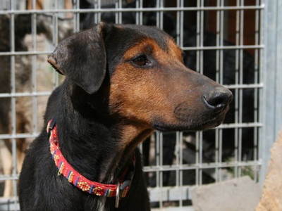 Dobermannrüde Marley