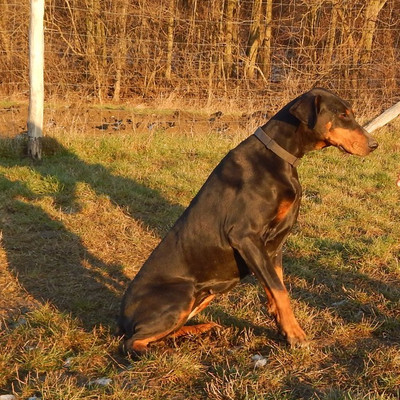 [Translate to Ungarisch:] Dobermannhündin Greta