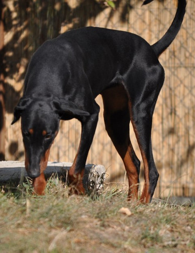 Dobermannhündin Livia