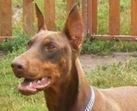 Dobermannhündin Deborah