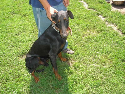 Dobermannrüde Higgins