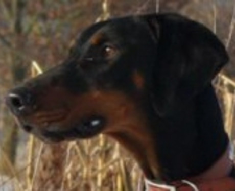 Dobermannhündin Raja