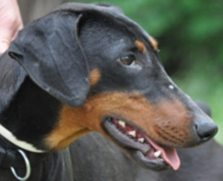 Dobermannhündin Polly