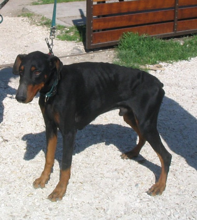 Dobermannrüde Tristan