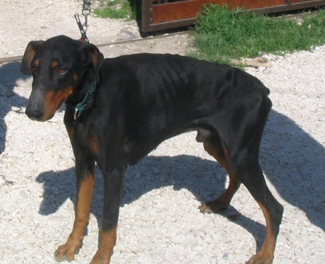 Dobermannrüde Tristan