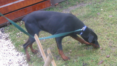 Dobermannhündin Jazzy