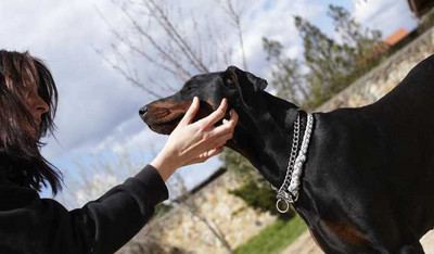 Dobermannhündin Jenny