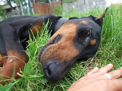 Dobermannrüde Moritz