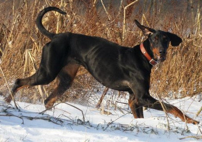 Dobermannhündin Raja