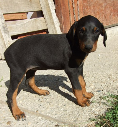 Dobermannhündin Camilla