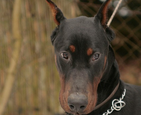 Dobermannrüde Junior