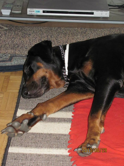 Dobermannhüdin LIZA