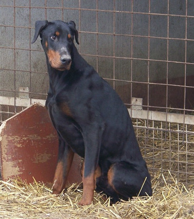 Dobermannrüde Uncas