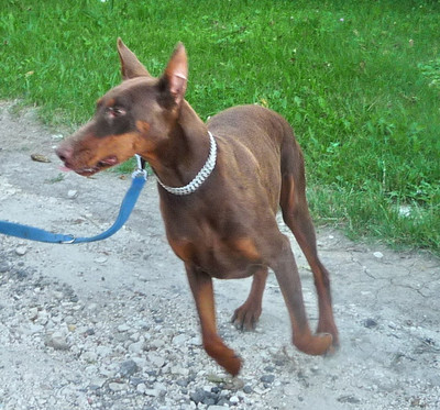 Dobermannhündin Deborah