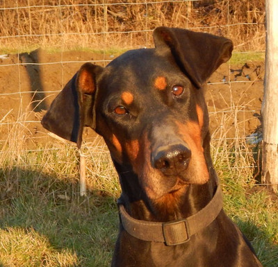[Translate to Ungarisch:] Dobermannhündin Greta