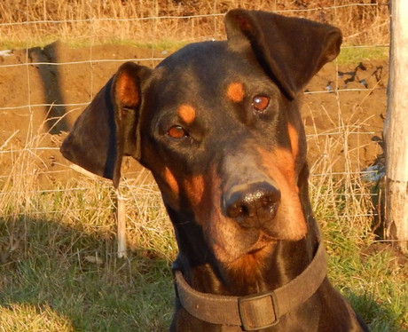 Dobermannhündin Greta