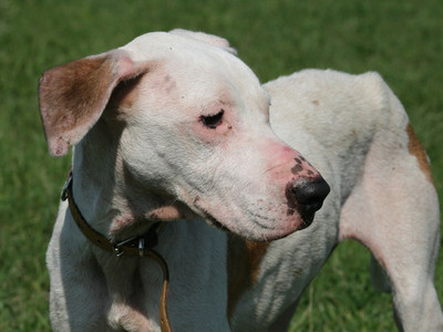 Dogo-Argentino-Hündin Paloma