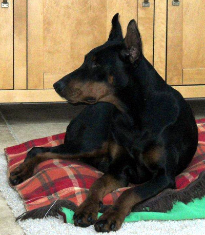 Dobermannhündin Betty