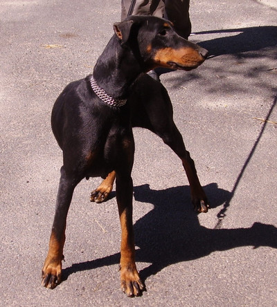 Dobermannhündin Montana