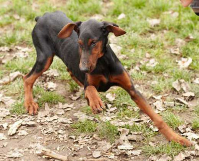 Dobermannmischlingshündin SALSA
