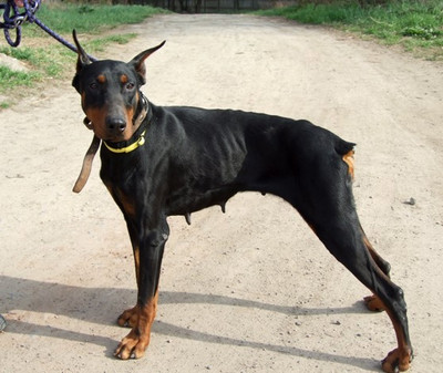 Dobermannhündin Fortuna