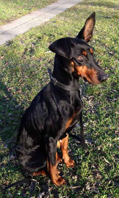 Dobermannhündin SALLY