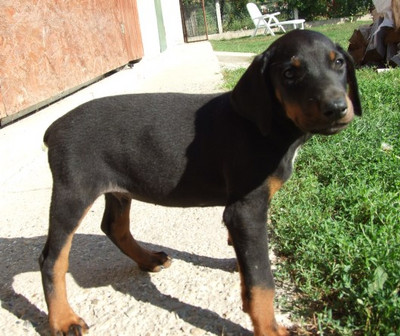 Dobermannrüde Don